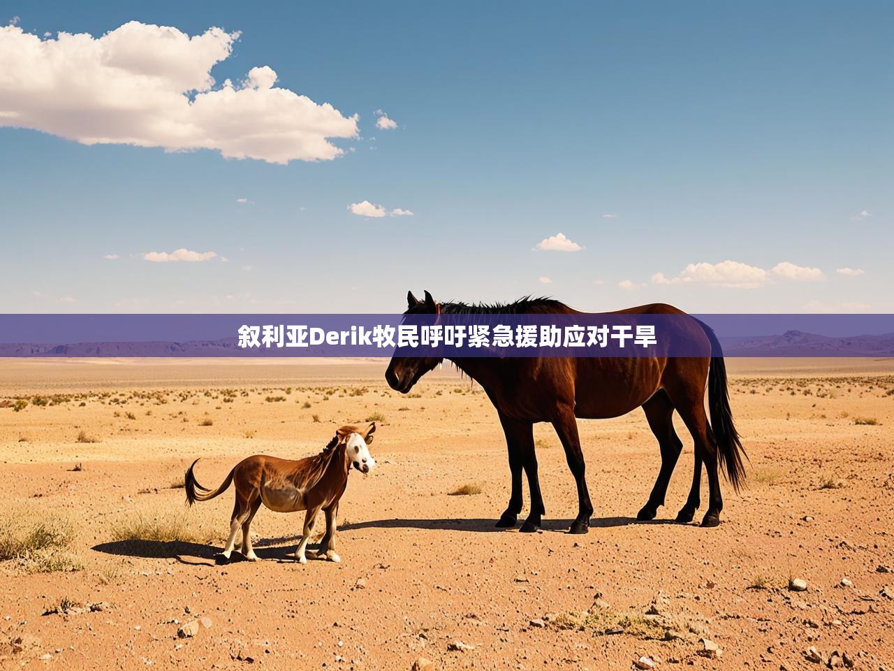 叙利亚Derik牧民呼吁紧急援助应对干旱 叙利亚Derik牧民呼吁紧急援助应对干旱